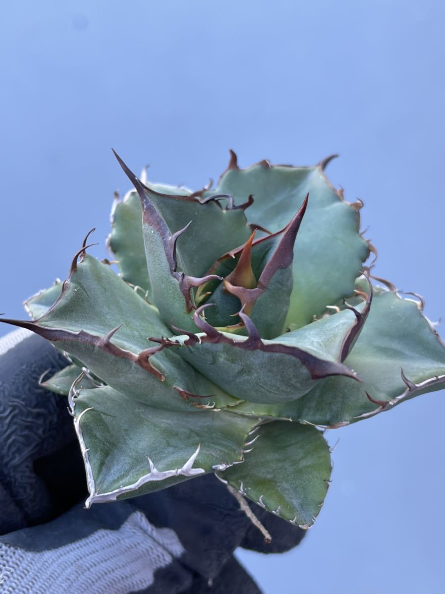 多肉植物 アガベ チタノタ 黒金剛 台湾輸入 whsoghana.org