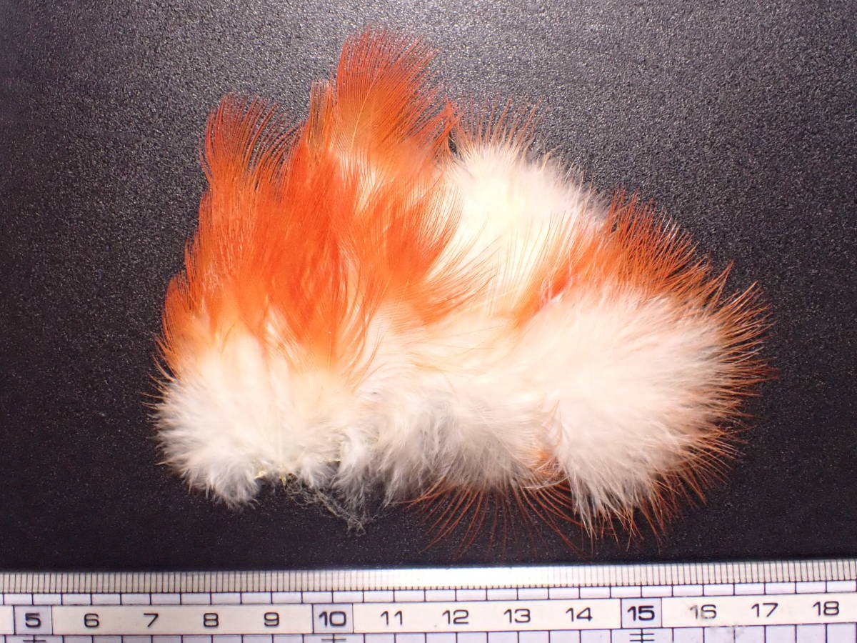 ヤフオク Andean Cock Of The Rock パッチ1沢田賢一郎 ケ ヤフオク Andean Cock Of The Rock パッチ1沢田賢一郎 ケ
