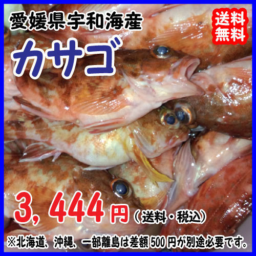 愛媛 カサゴ 1 300gサイズ 400 500g原体分 刺身 煮魚 焼魚 下処理済み 送料無料 宇和海の幸問屋 愛媛 カサゴ 1 300gサイズ 400 500g原体分 刺身 煮魚 焼魚 下処理済み 送料無料 宇和海の幸問屋