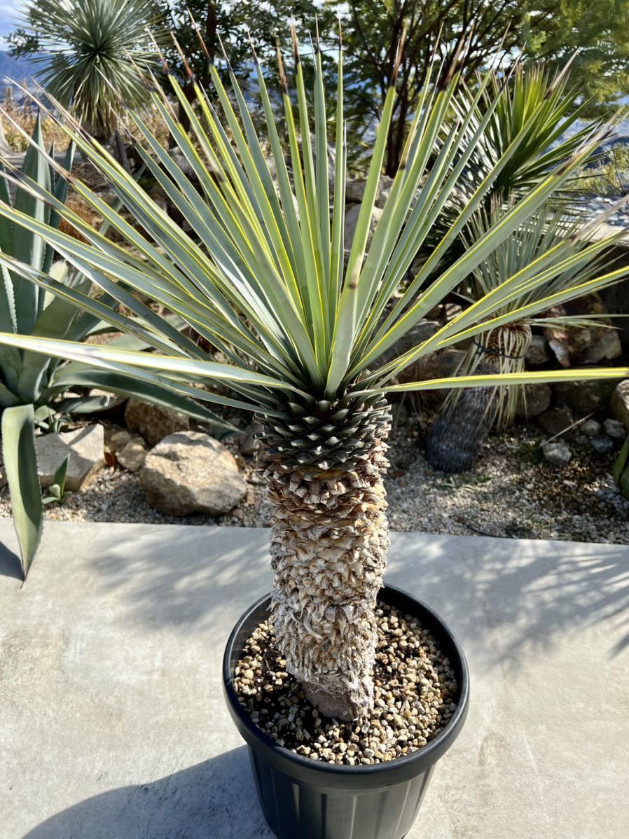 ユッカ リギダ yucca rigida 太株 www.lram-fgr.ma