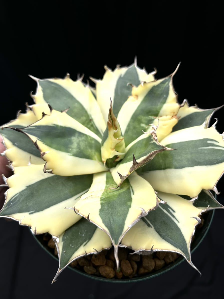 アガベ Agave titanota 'Snaggle Tooth' チタノタ スナグルトゥース