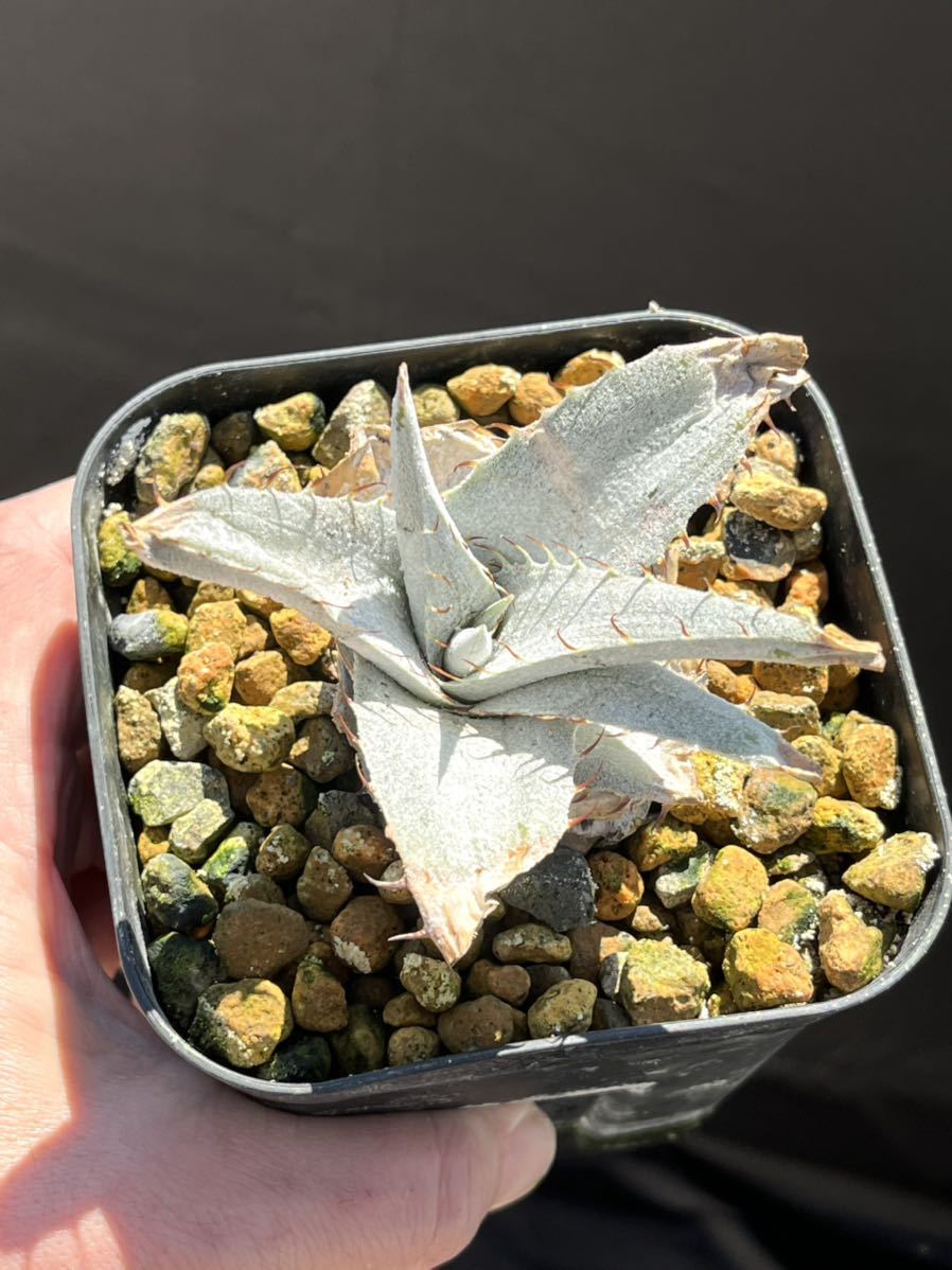 ディッキア Dyckia braunii Rauh ブラウニー 山採り 原種 選別株 ②