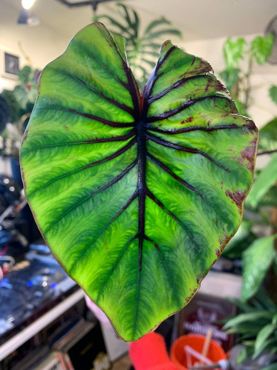 ヤフオク! - 超激レア コロカシア ファラオマスク Colocasia