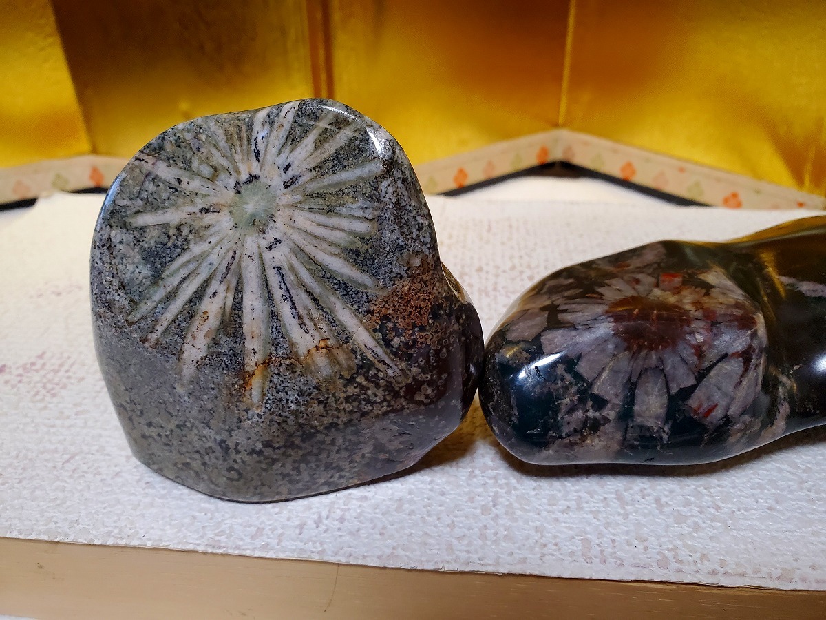 岐阜県 根尾白木山産 菊花石 梨地母岩 孔雀母岩 糸菊1輪 緑母岩2輪
