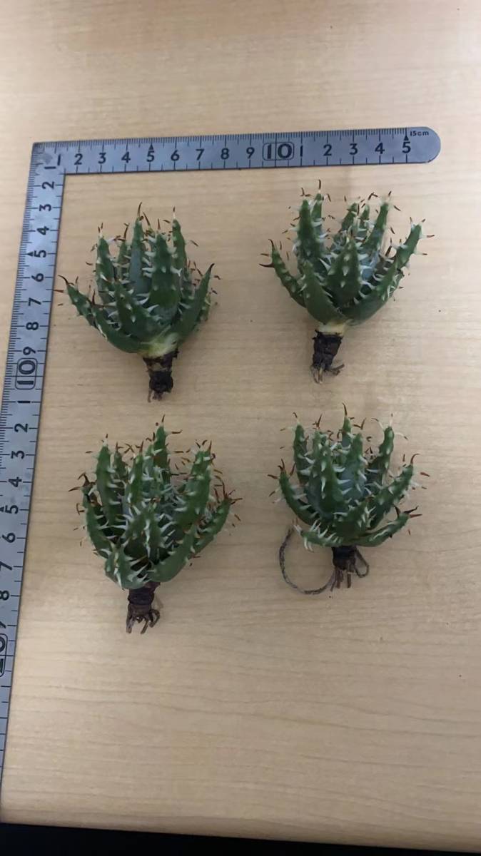 エリナケア アロエ Aloe erinacea 多肉植物 4点セット www.neelikon.co.uk