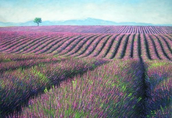 油絵 南仏のラベンダー畑 MA1436 美術品 油絵 南仏のラベンダー畑 MA1436 美術品