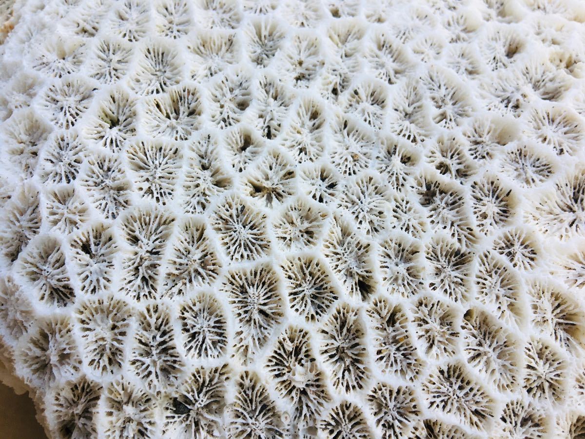 送料込み 天然 白サンゴ 珊瑚 菊目石 アクアリウム 園芸