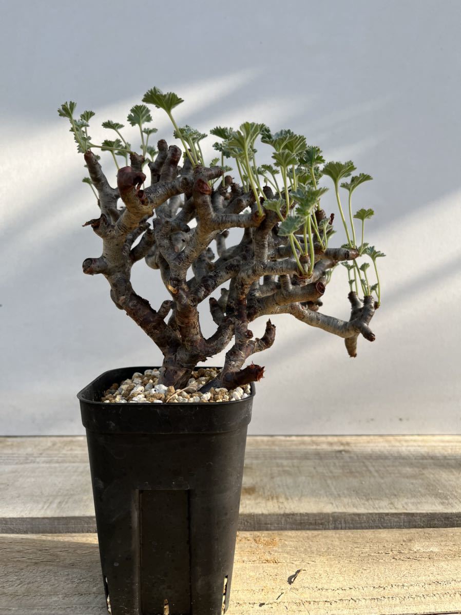 発根済】Pelargonium_mirabile/ペラルゴニウム ミラビレ④ www.gastech
