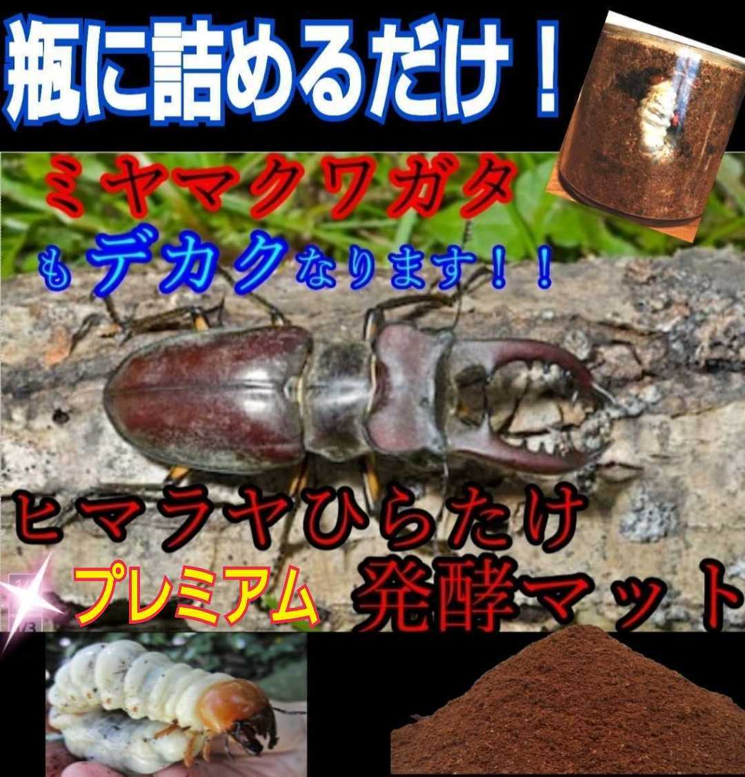 極上!黒アワビタケ菌糸瓶【3本】特殊アミノ酸強化配合 ニジイロ 極上!黒アワビタケ菌糸瓶【3本】特殊アミノ酸強化配合 ニジイロ