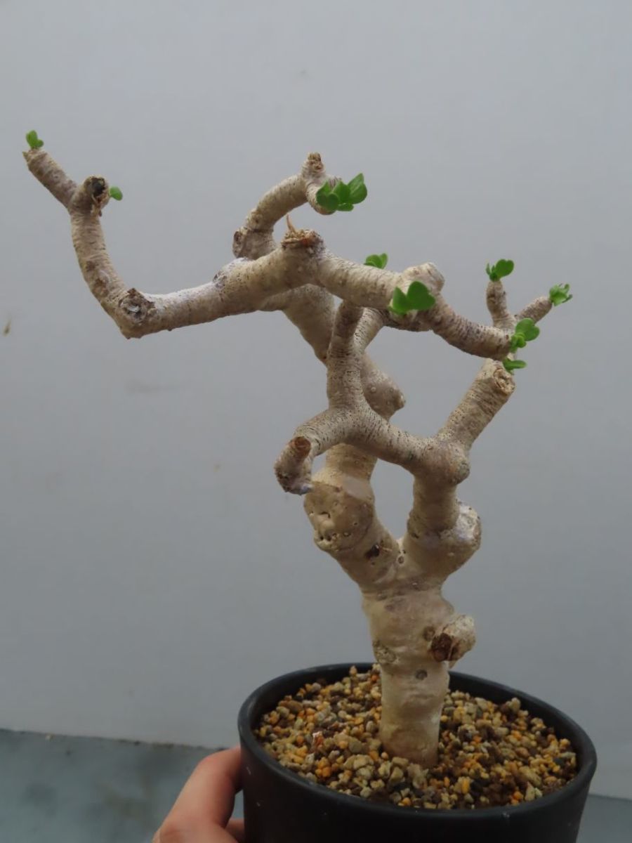 カ4058 「現地株」オトンナ フルカタ 植え【未発根・発芽開始・塊根