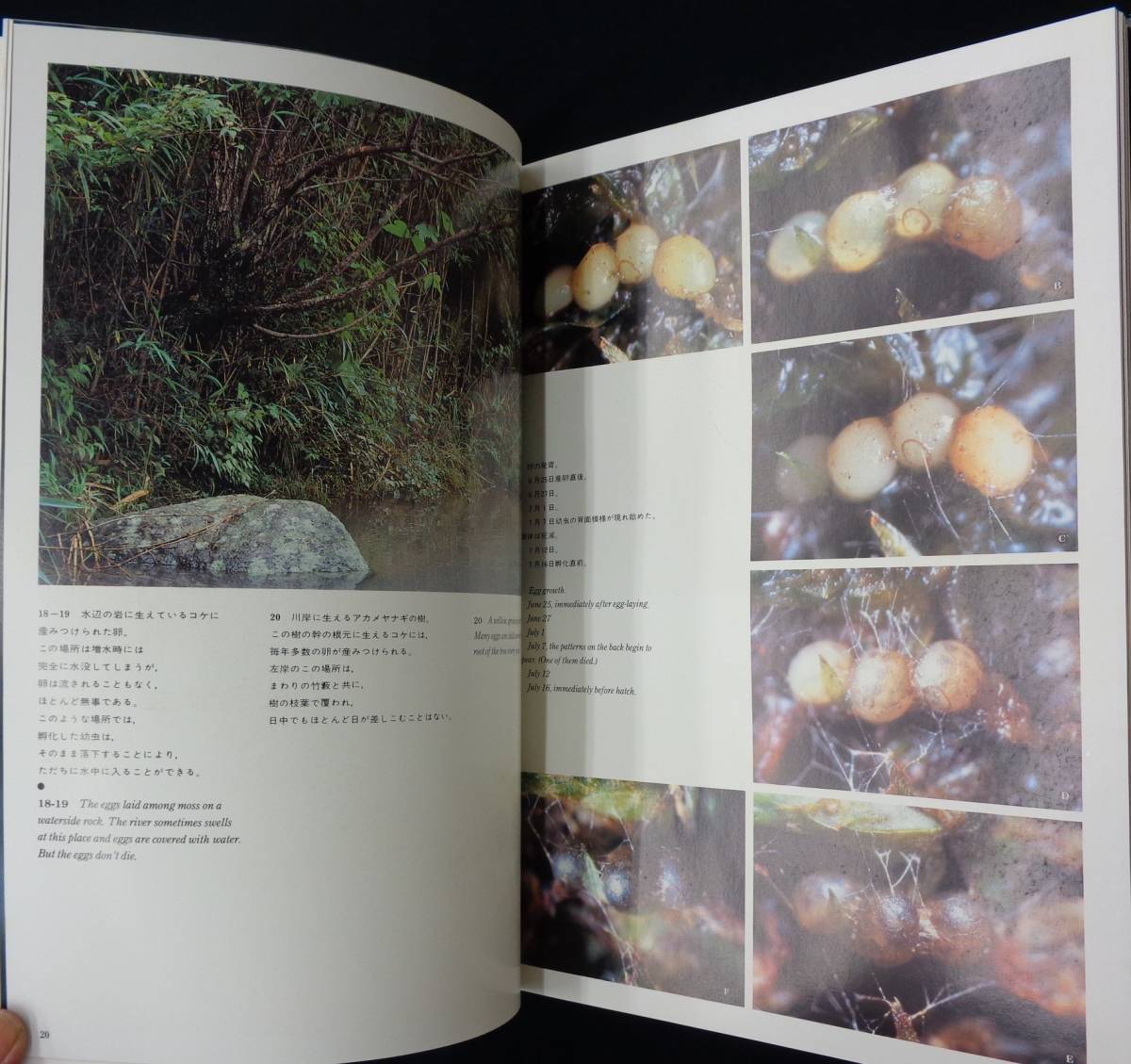 [ источник .. сырой . фотоальбом ] Kuribayashi ./ работа nature * книги 1979 год первая версия 