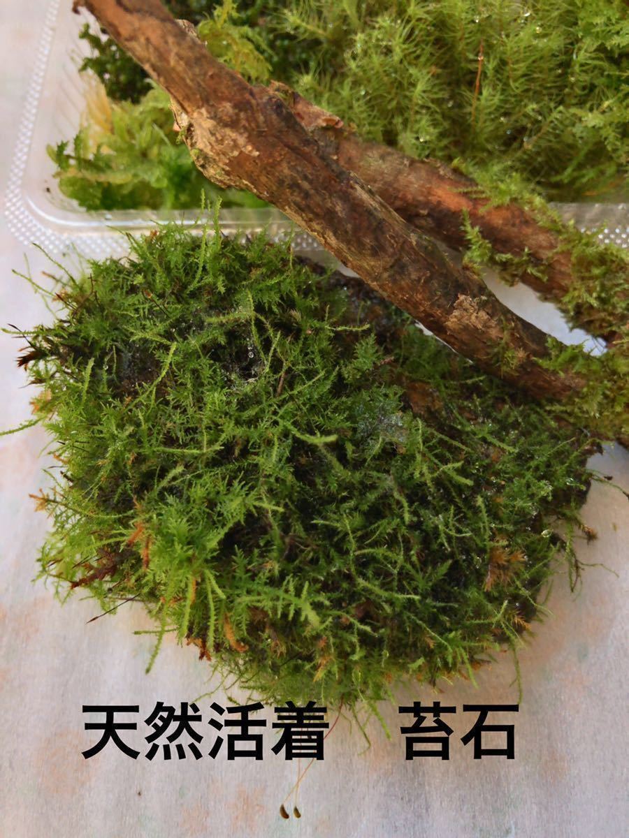 苔テラリウム作成セット 2種のシダ付き 高質で安価 送料無料 即決価格 苔6種 苔石 苔枝 2種のシダ A