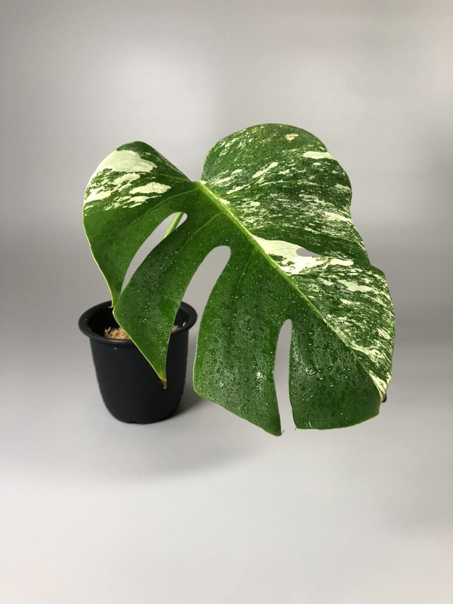 専用 モンステラ 4番 斑入り テンシンラン 人気の bamboo-dosky.ru