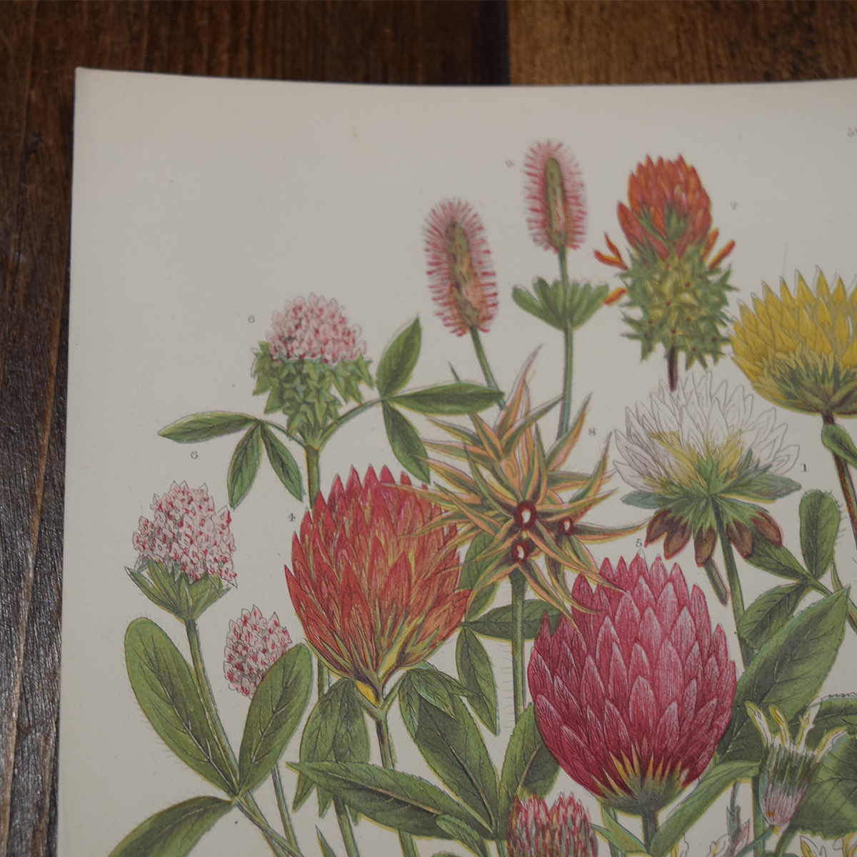 アン・プラット「英国の花」1873年 4
