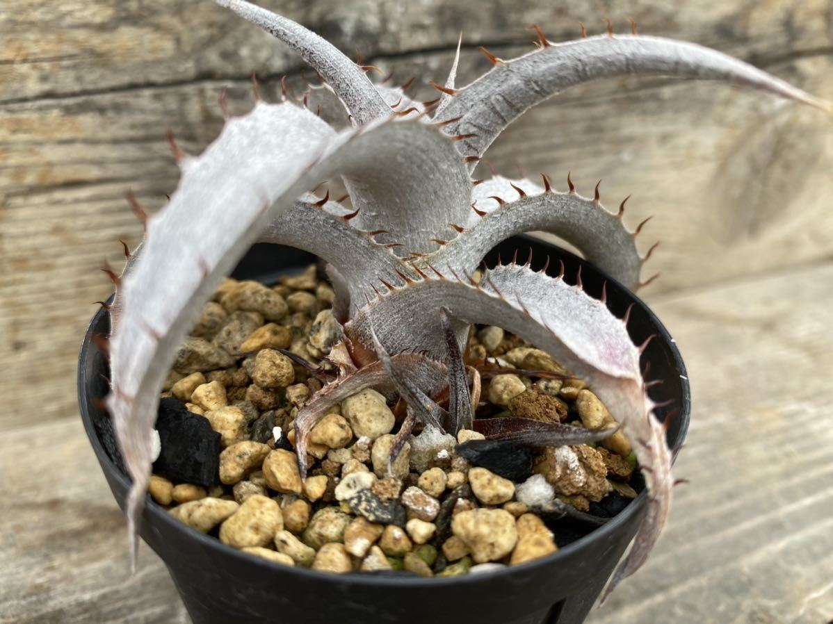 Dyckia braunii Rauh seedling ディッキア ブラウニー 国内実生株