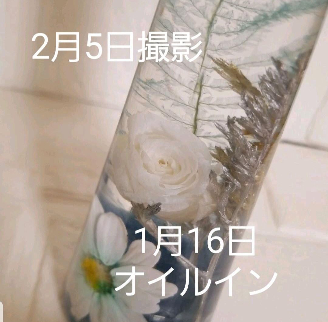 グラデーションジニアA 加工 花材 プリザ ハーバリウム ボトルフラワー