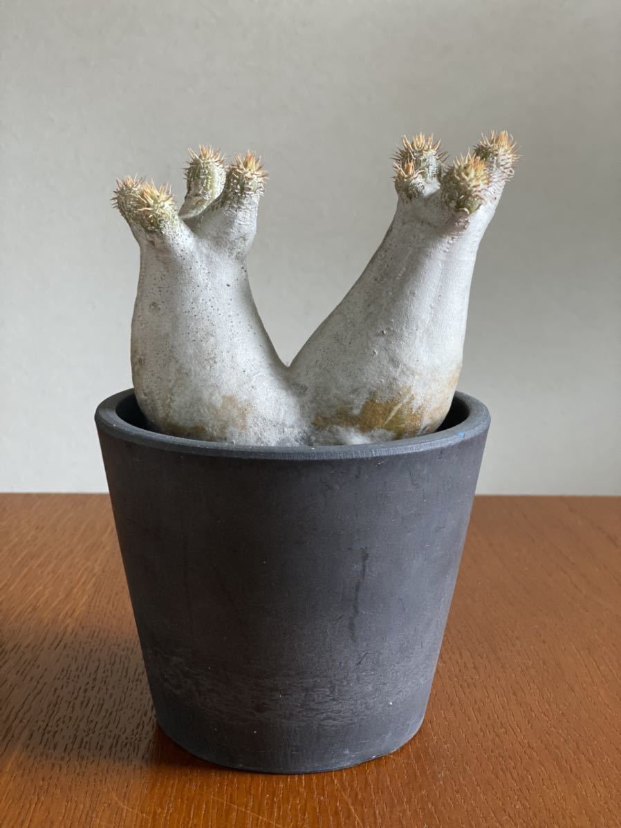 ダブルヘッド】パキポディウム イノピナツム Pachypodium rosulatum