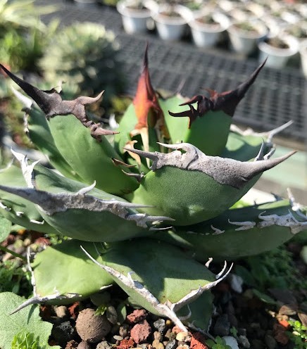 40-1 日本初!? 激レア『白髭子』 White Beard アガベ Agave Titanota チタノータ チタノタ