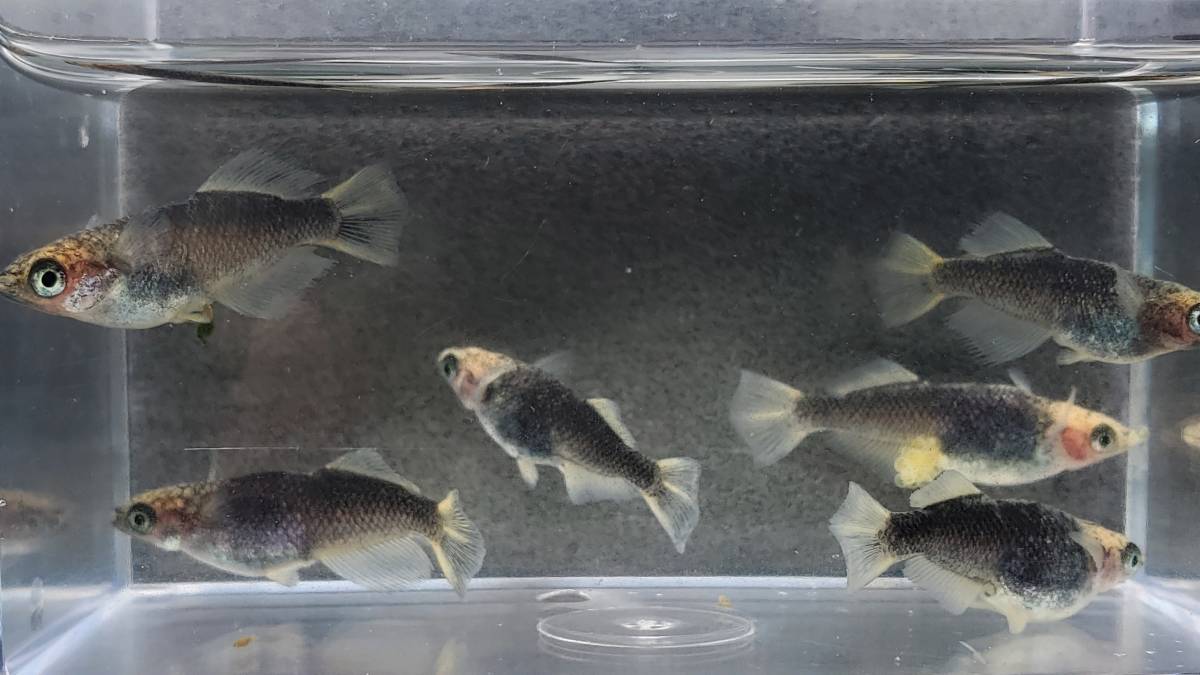 保証 メダカ 白姫めだか 稚魚10匹 白姫メダカ ccps.sn 保証 メダカ 白姫めだか 稚魚10匹 白姫メダカ ccps.sn
