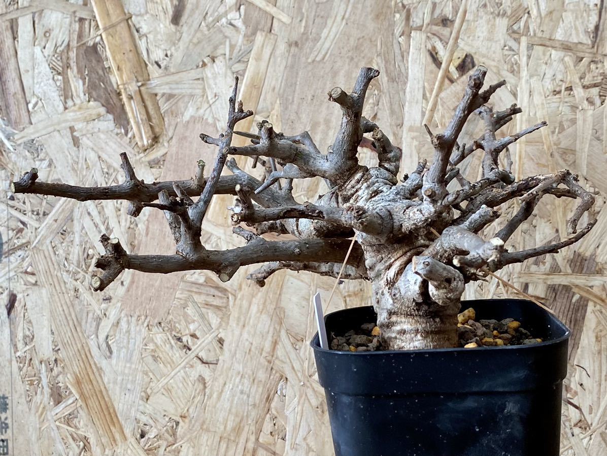 発根管理中】No.BK27 Boswellia neglecta ボスウェリア ネグレクタ 発根管理中】No.BK27 Boswellia neglecta ボスウェリア ネグレクタ