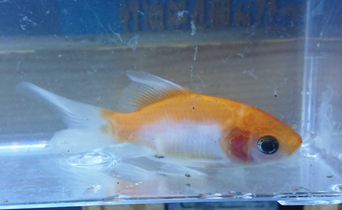 紅葉和金③ 一匹 約6～8㌢ 金魚