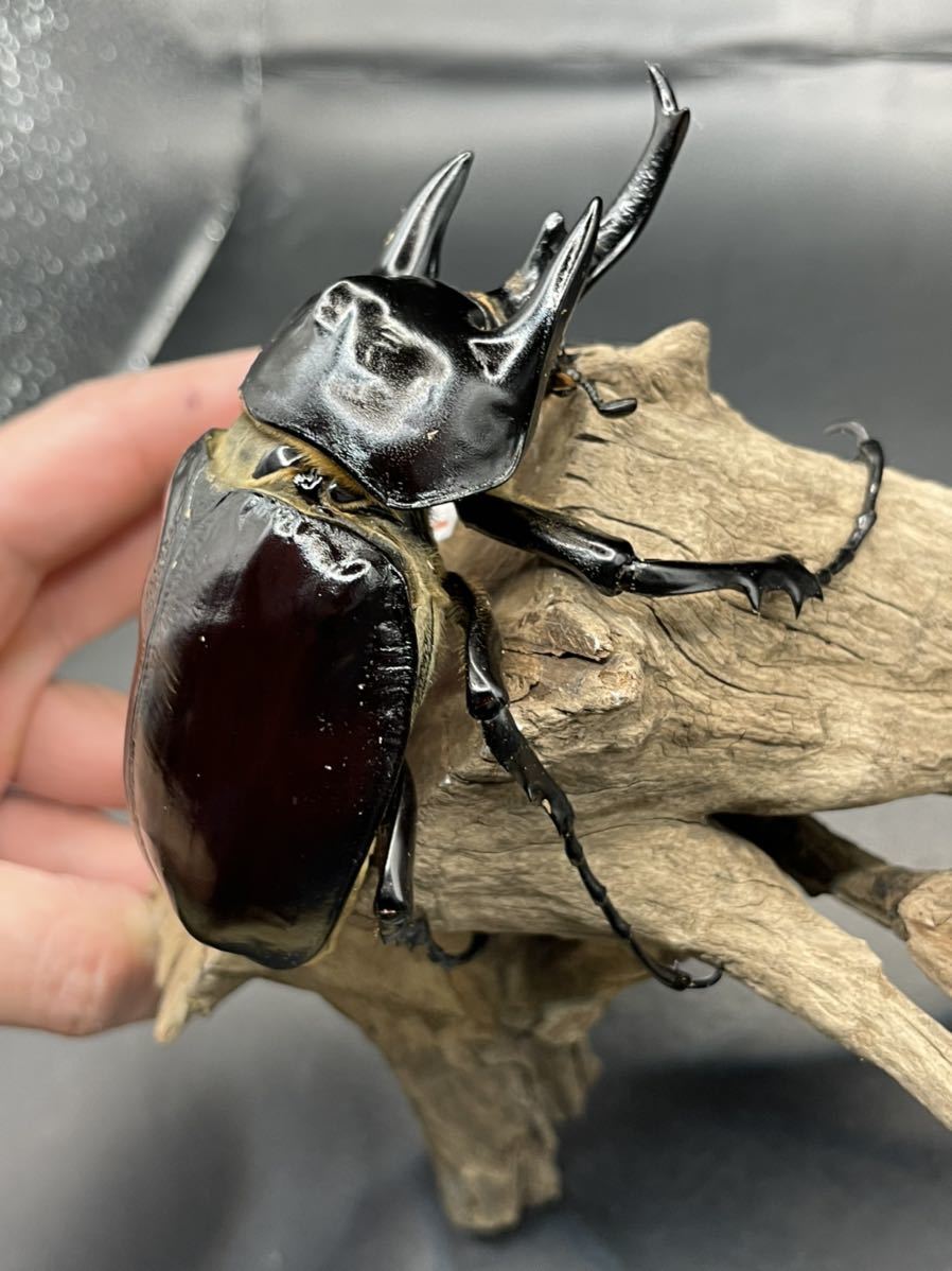 即ブリ可】アクティオンゾウカブト レックスゾウカブト オス 即ブリ可】アクティオンゾウカブト レックスゾウカブト オス