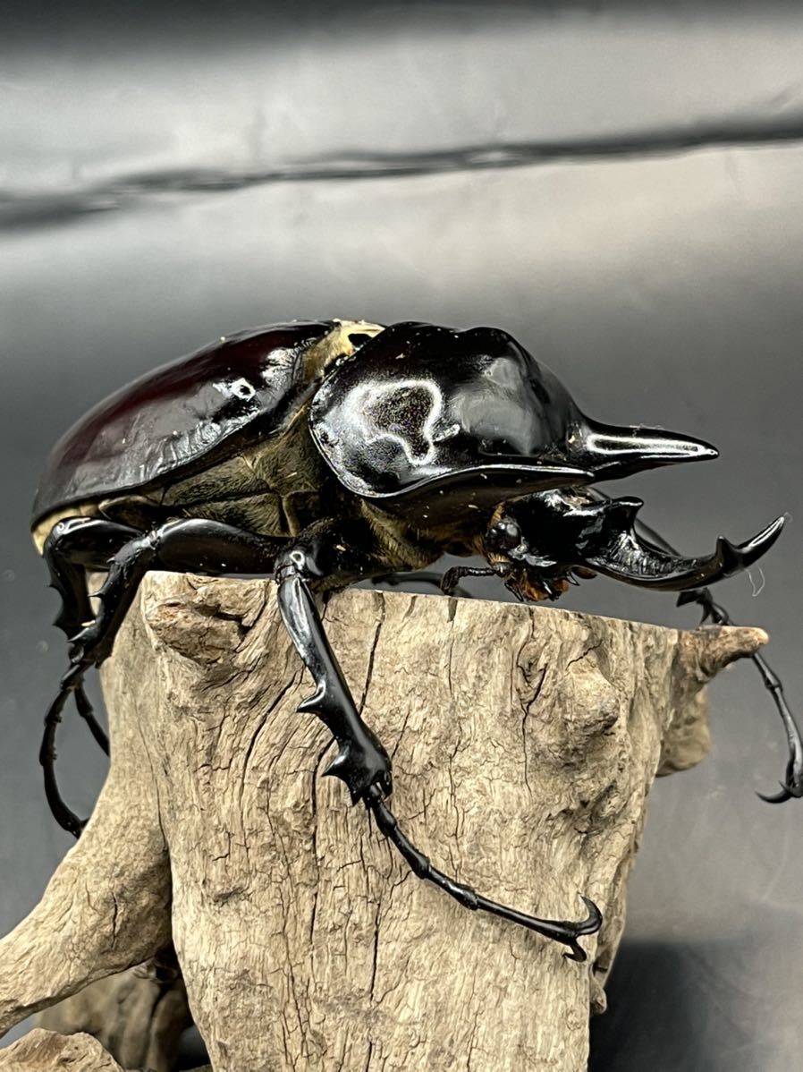 即ブリ可】アクティオンゾウカブト レックスゾウカブト オス 即ブリ可】アクティオンゾウカブト レックスゾウカブト オス
