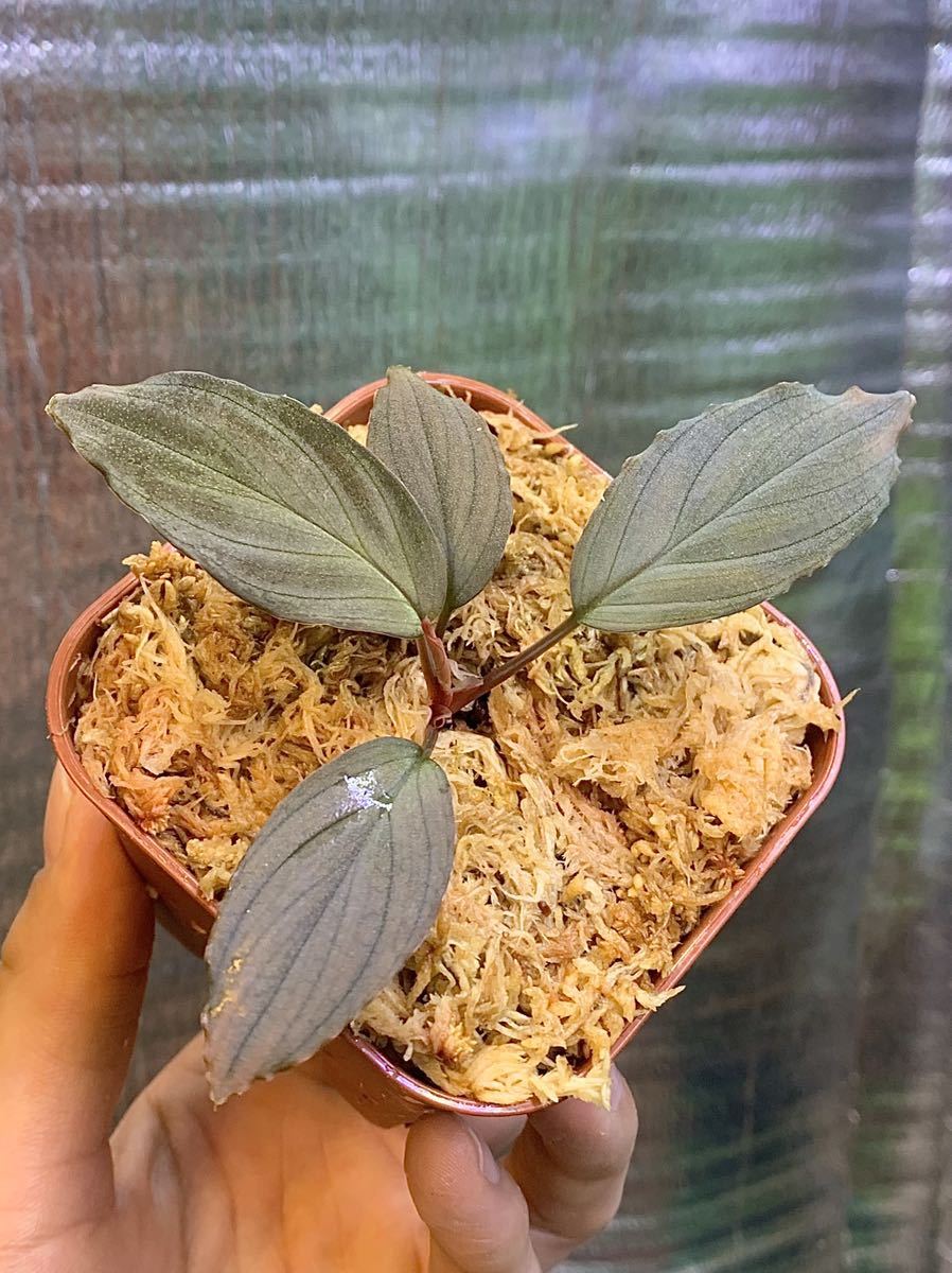 Homalomena sp.黒銀 ホマロメナ | monsterdog.com.br