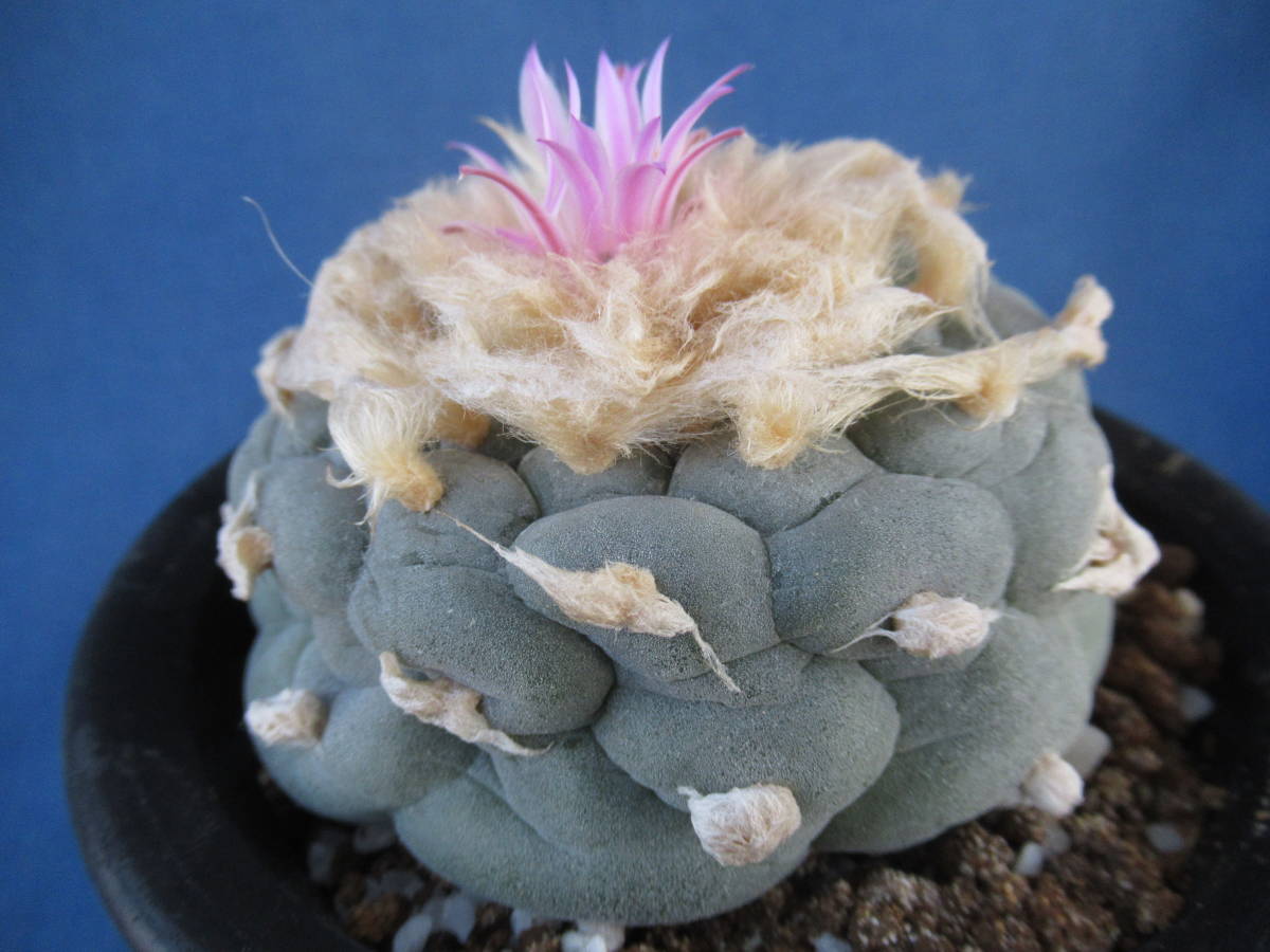 サボテン多肉植物 疣銀冠玉 www.gastech.com.tr