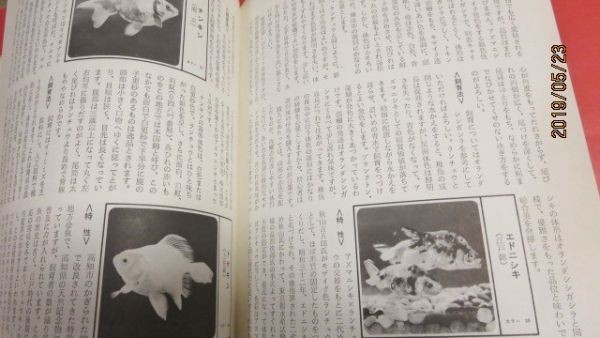 昭和当時物　ランチュウ中心　金魚の飼育と繁殖　文研出版　中古本1冊　説明文必読_画像4