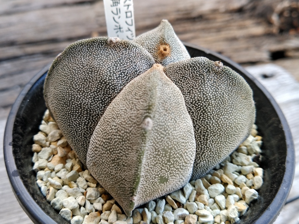 アストロフィツム 四角ランポー玉 Astrophytum Myriostigma 鸞鳳玉 サボテン 多肉植物 写真現品 同梱可 サボテン 売買されたオークション情報 Yahooの商品情報をアーカイブ公開 オークファン Aucfan Com