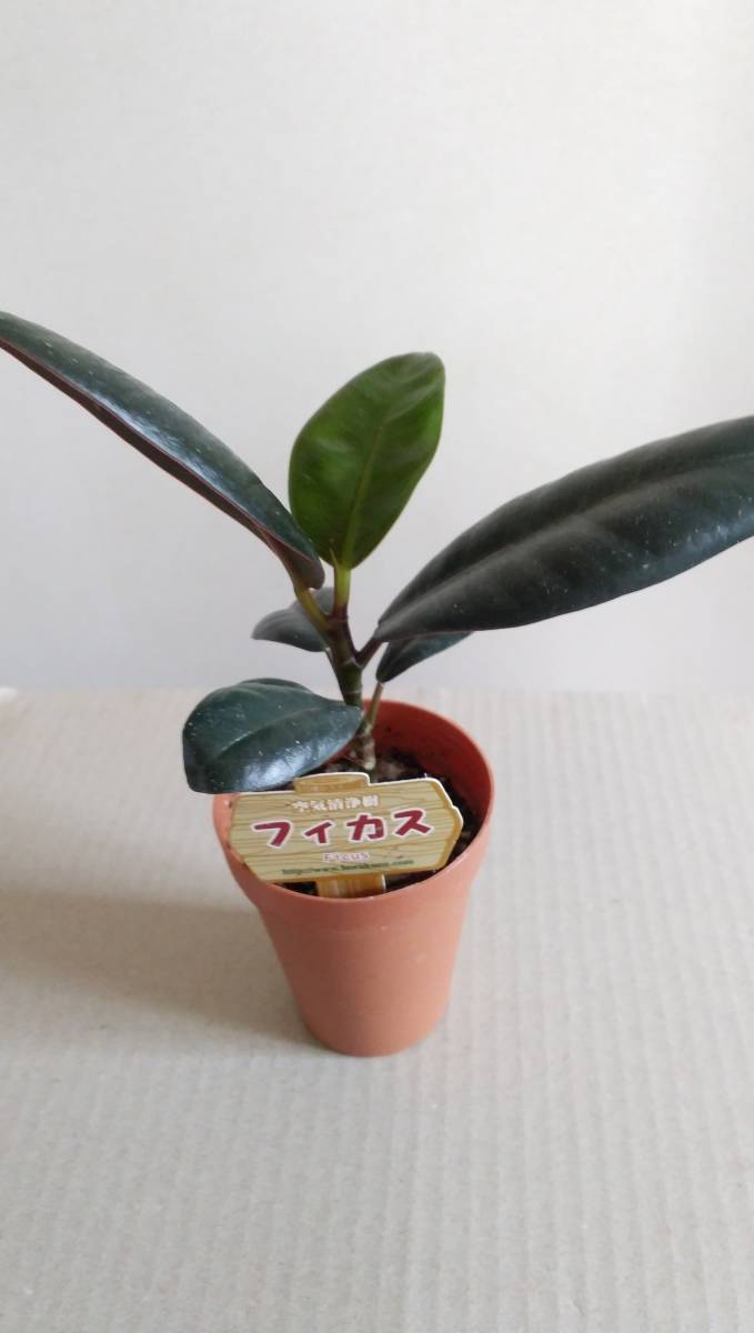 観葉植物 フィカス ゴムの木 かわいい 観葉植物 フィカス ゴムの木 かわいい