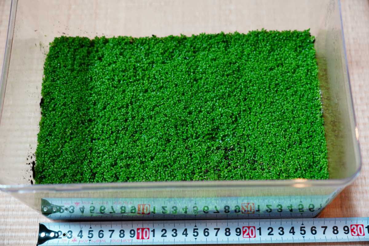 キューバパールグラス 約14cm 8cm 組織培養 ミスト式管理 写真の1 4の量 水草 売買されたオークション情報 Yahooの商品情報をアーカイブ公開 オークファン Aucfan Com キューバパールグラス 約14cm 8cm 組織培養 ミスト式管理 写真の1 4の量 水草 売買されたオークション情報 Yahooの商品情報をアーカイブ公開 オークファン Aucfan Com
