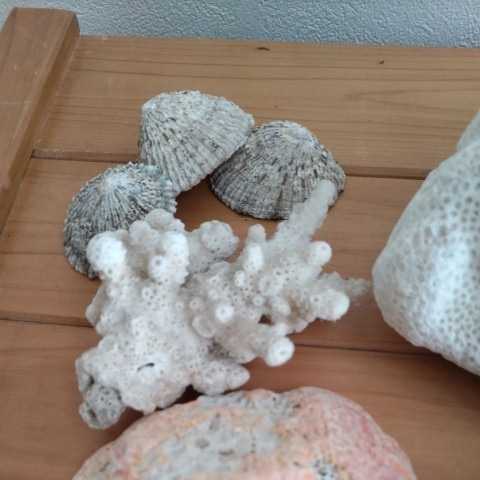 サンゴ・貝殻・シーガラスのセット　サンゴのサイズ17.5cmx14cm_画像5