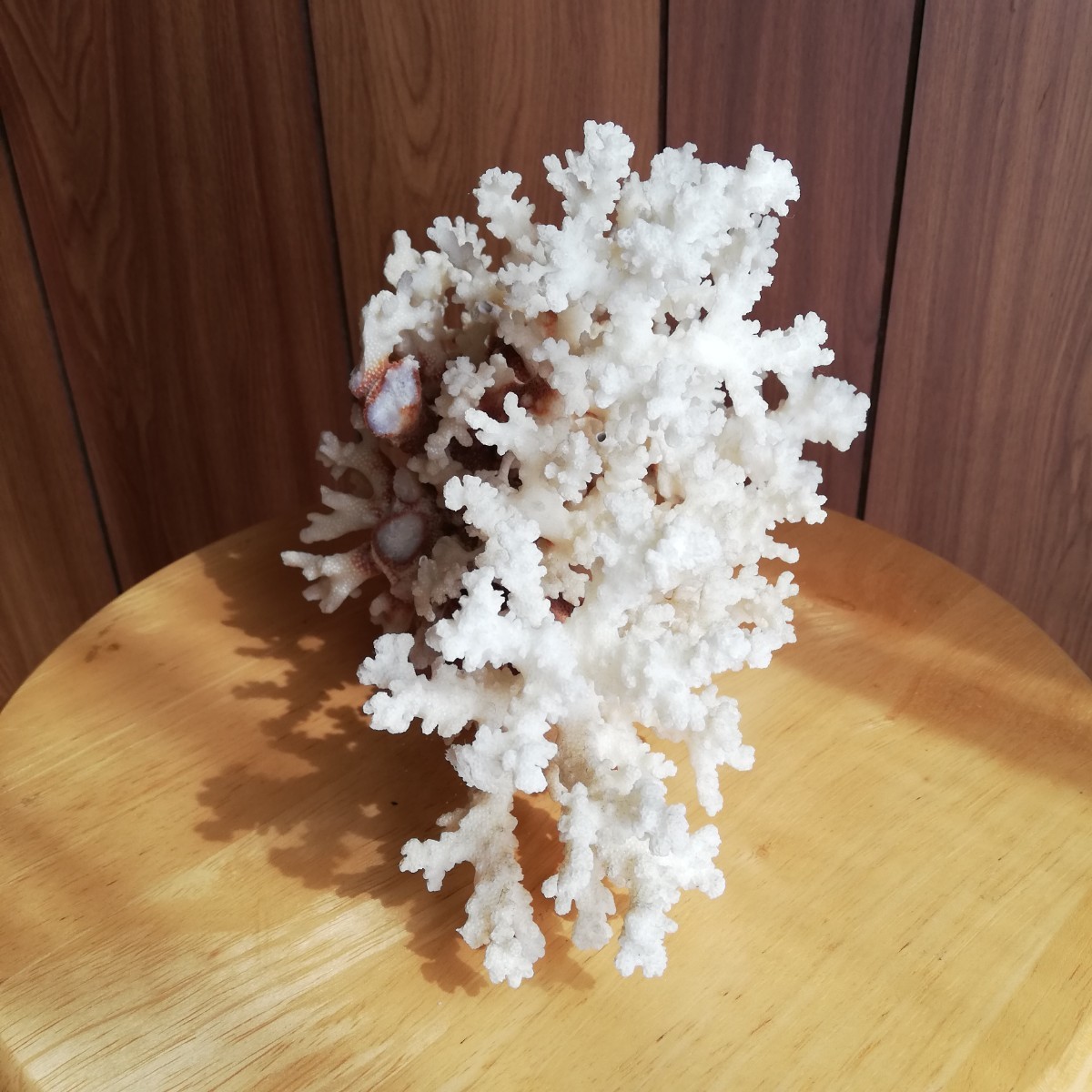 白 ピンク 赤 珊瑚 サンゴ 原木 インテリア 置物