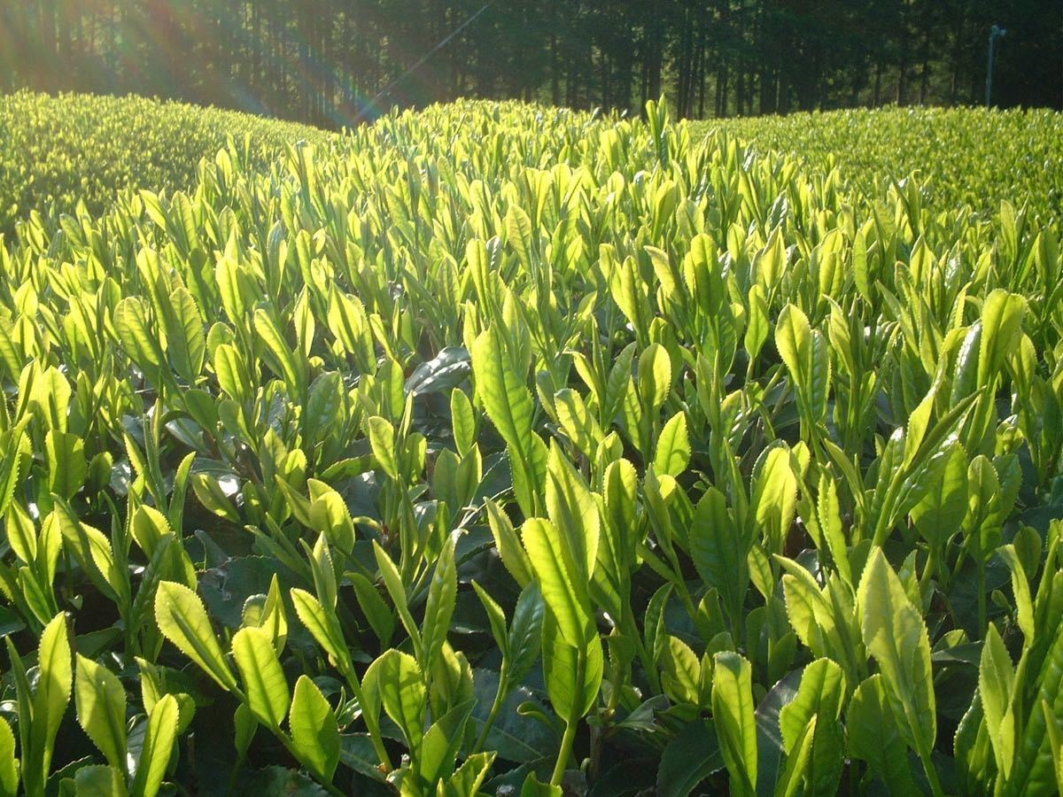 こだわりのお茶屋さんの特上煎茶■特上煎茶　1Ｋｇ■深い味わい