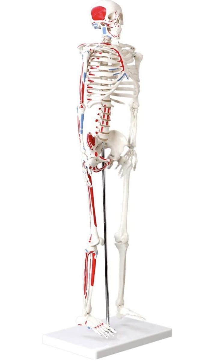 人体骨格模型 直立 スタンド 付 高精度 筋肉起始 85cm 1/2モデル - 8.3602 人体模型 骨格模型 骨格標本 骨模型 骨格 標本骸骨  ジャンク扱い