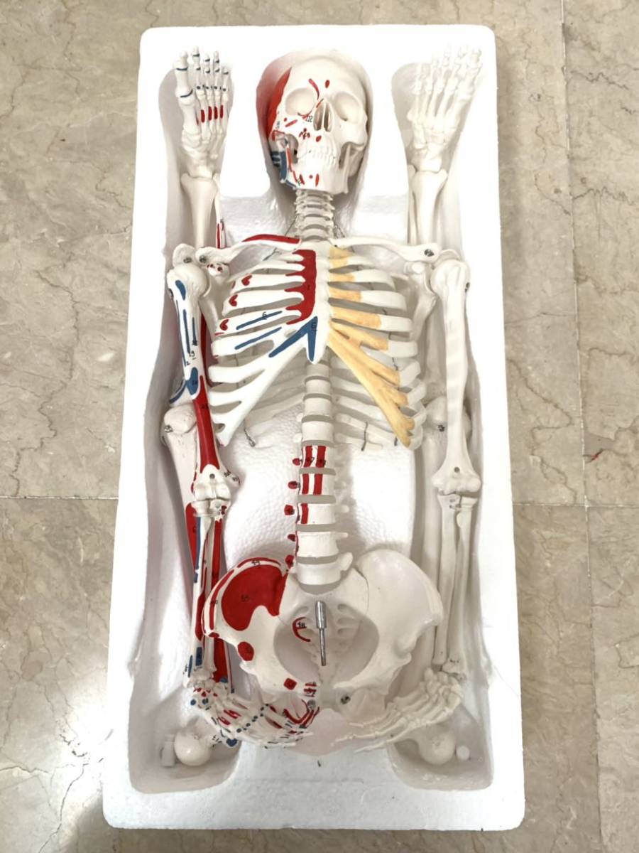人体骨格模型 直立 スタンド 付 高精度 筋肉起始 85cm 1/2モデル 