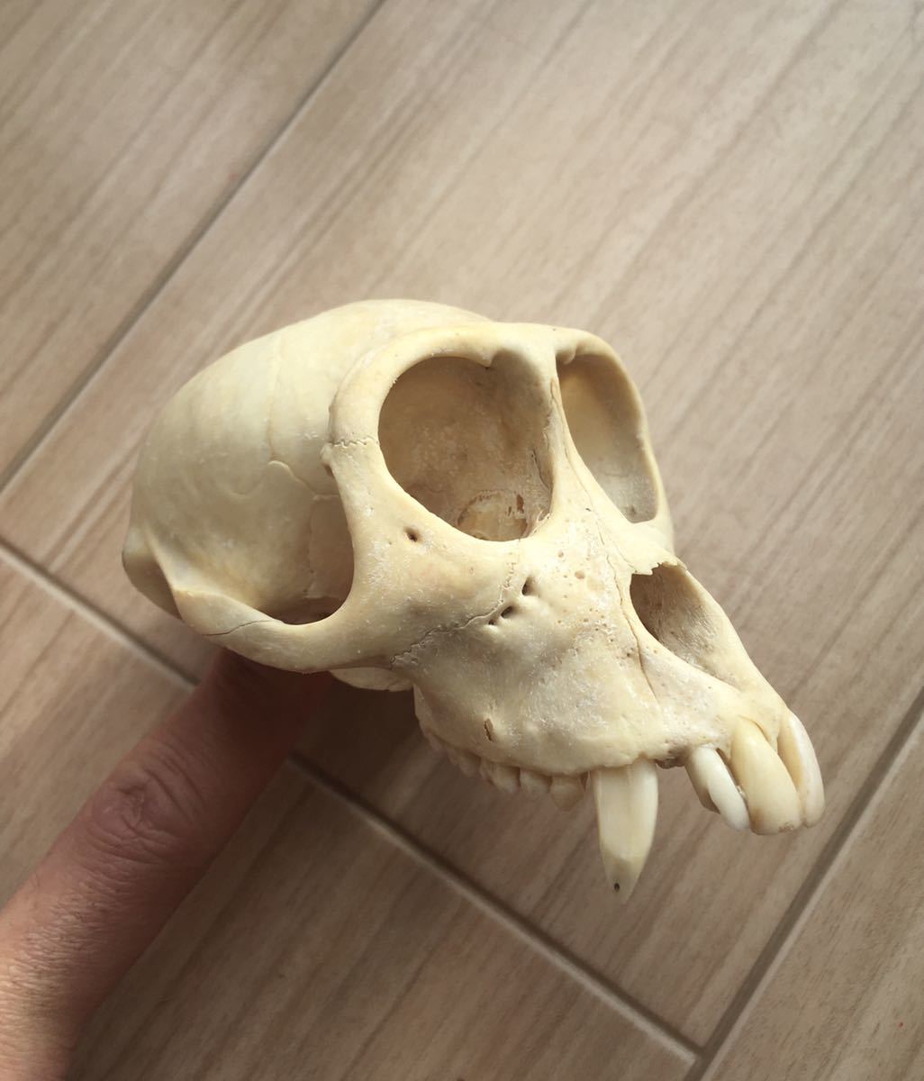 サルの頭骨-2 頭蓋骨 骨格標本 インドネシア 猿 Skull スカル 骨
