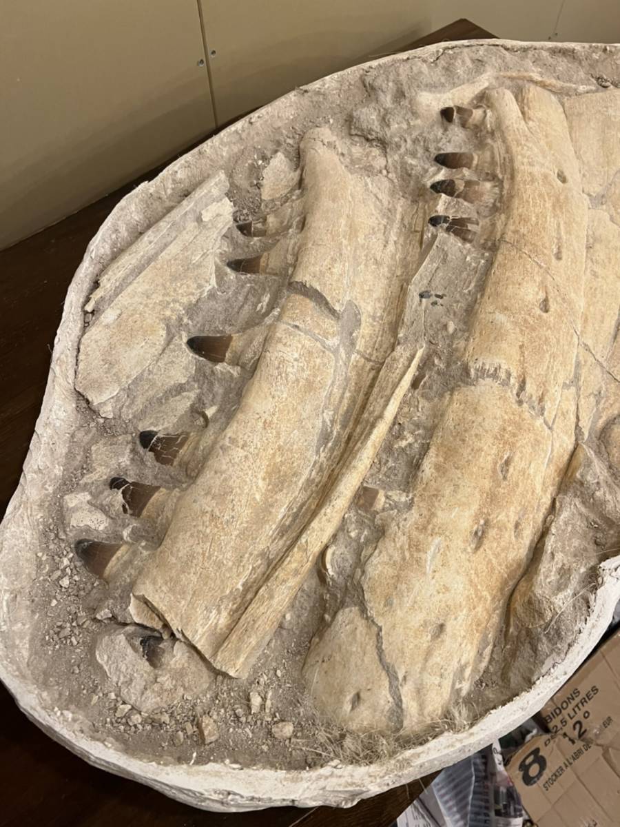 50kg over! museum Class!mosasaurus( Pro gnato Don ). .. tooth [Prognathodon sp.][52.7kg]moroko kingdom production /./ fossil / dinosaur 