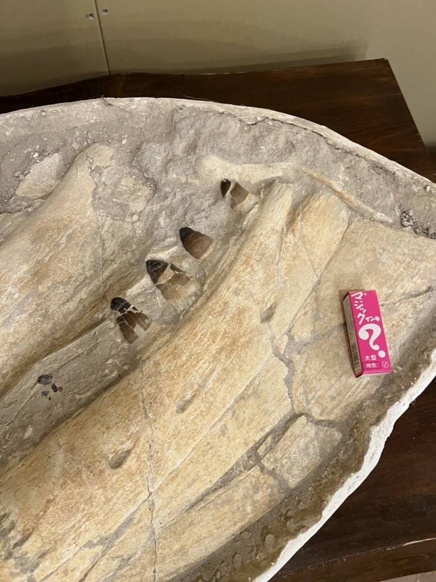 50kg over! museum Class!mosasaurus( Pro gnato Don ). .. tooth [Prognathodon sp.][52.7kg]moroko kingdom production /./ fossil / dinosaur 
