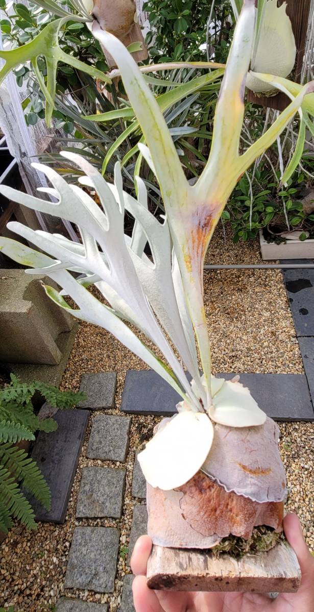 ビカク・シダ・ベイチ・ビーチー・veitchii silver thin leaves ビカク・シダ・ベイチ・ビーチー・veitchii silver thin leaves