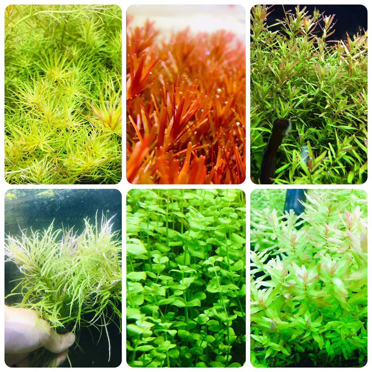 水草セット6種類水中葉無農薬無害虫日本代购,买对网
