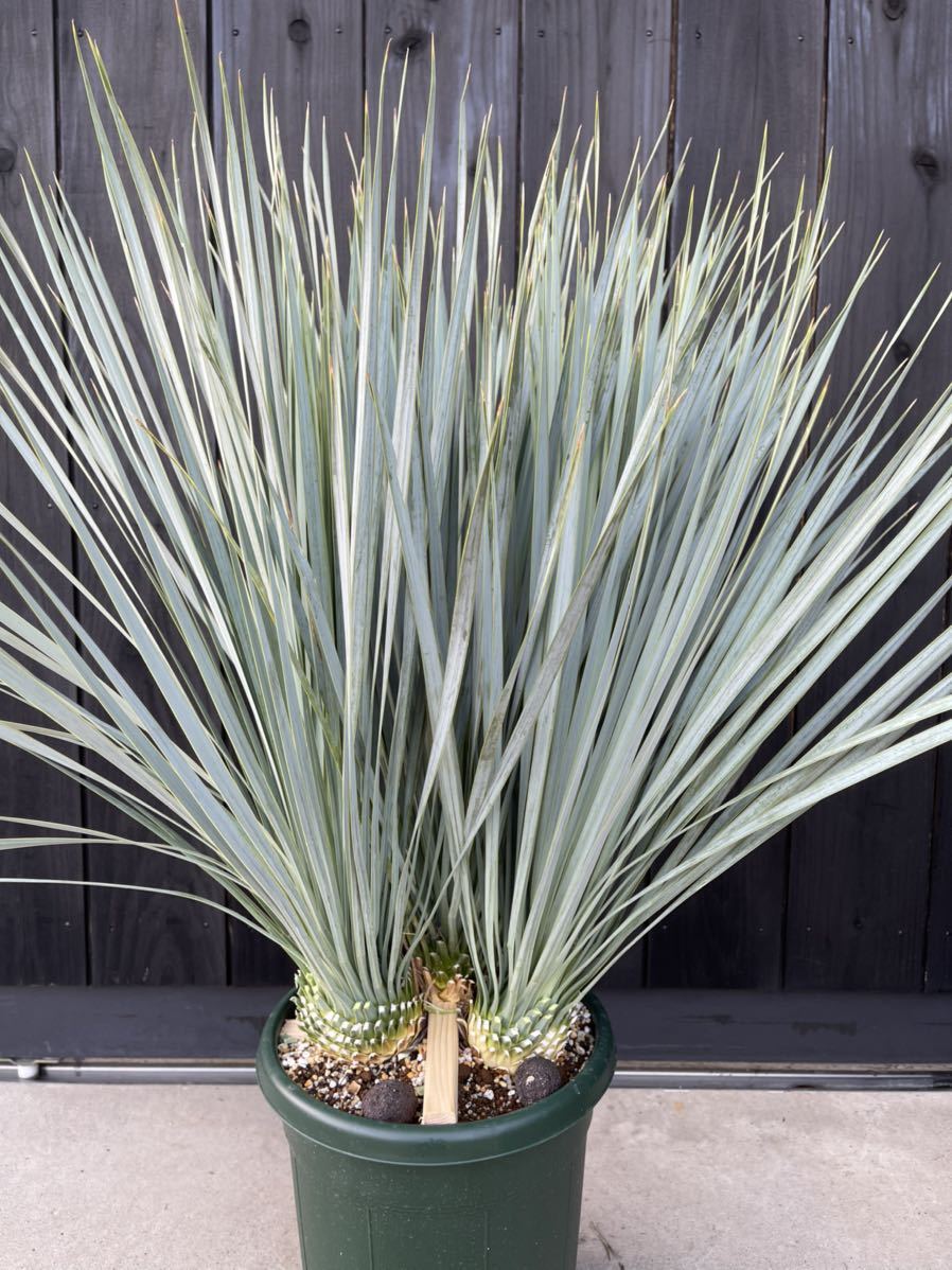 Yucca rostrata ユッカ ロストラータ 3分頭株 輸入株 ベアルート株発根