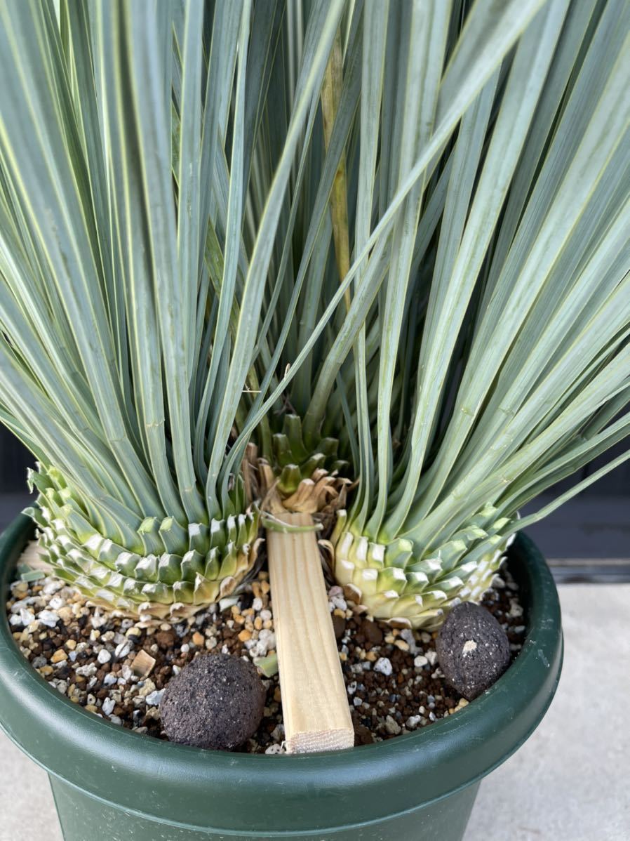 Yucca rostrata ユッカ ロストラータ 3分頭株 輸入株 ベアルート株発根