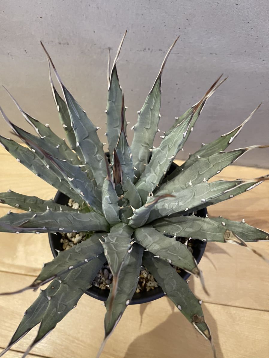 908 アガベ ユタエンシス エボリスピナ ロングスパイン Agave uthensis Eborispina アガベ ユタエンシス エボリスピナ