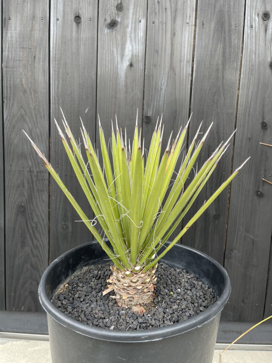 Yucca filifera ユッカフィリフェラ さがの植物店 ic.sch.id
