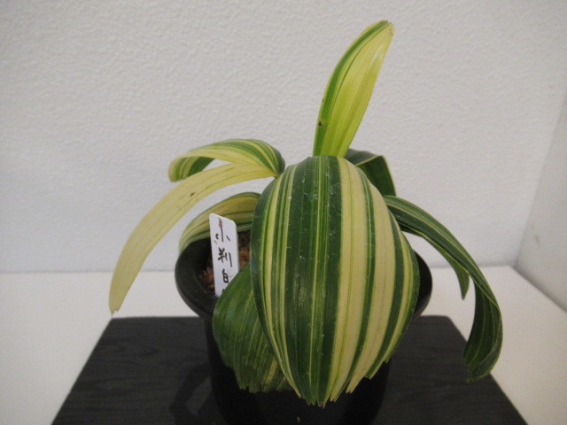 INZ観音竹【☆(小判白縞!) ほぼ最上柄僅かな葉傷有!Rhapis INZ観音竹【☆(小判白縞!) ほぼ最上柄僅かな葉傷有!Rhapis