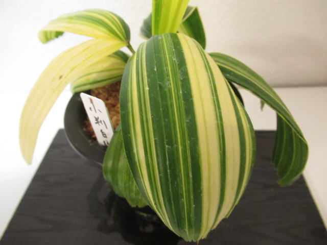 観音竹＜白鳥の縞＞古典植物、富貴蘭、セッコク、斑入り、山野草