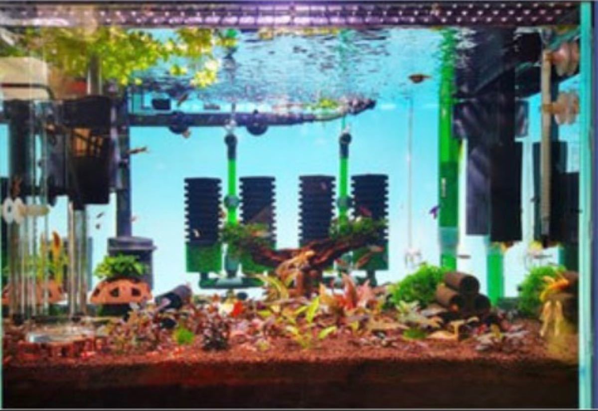 5☆好評 水槽 カラー バックライトスクリーン 60cm×36cm アクアリウム